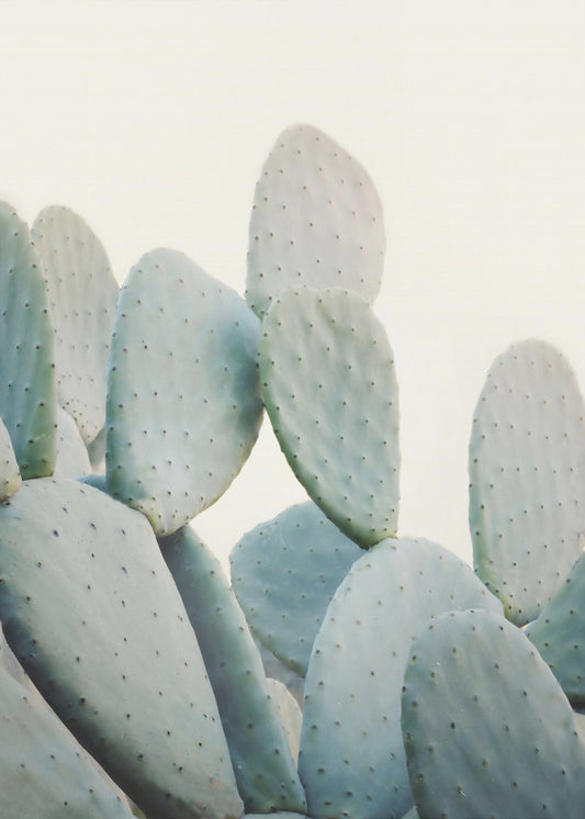 Cactus pastel | Tableaux sur Toile