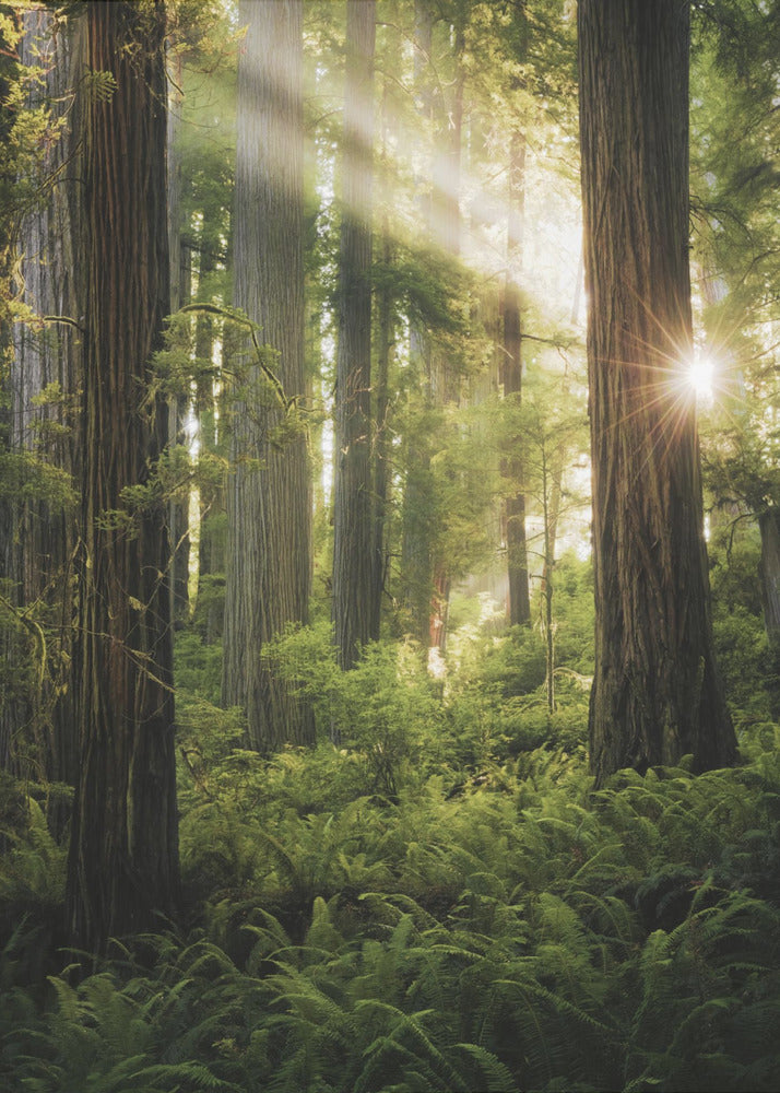 Sprookjesbos | Canvasprints