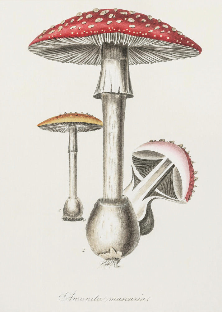 Amanita Muscaria Illustration. Medical Botany 1836 | Impresiones en Lienzo