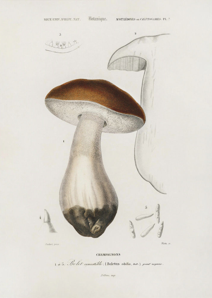 Porcini (Boletus Edulis) | Stampe su Tela