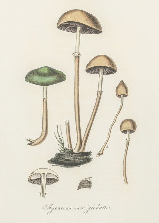 Agaricus Semiglobatus | Impresiones en Lienzo