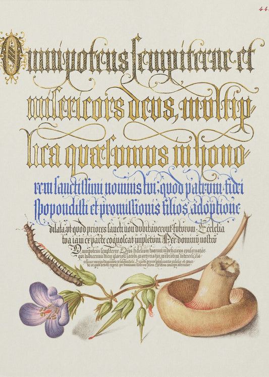 Champiñón Posters  - Impresiones de Arte | Impresiones en Lienzo