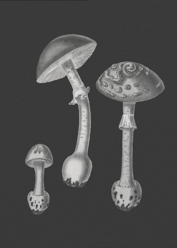 Amanita Muscaria svart bakgrund svartvit | Canvas