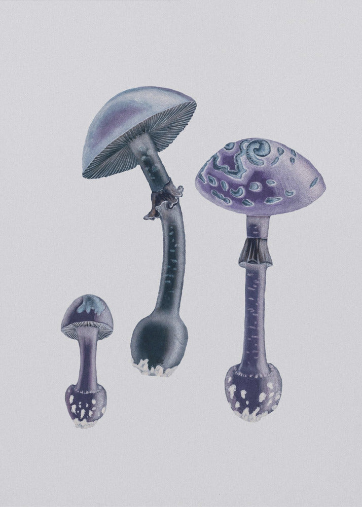 Amanita Muscaria  White Backgound Purple | Canvas