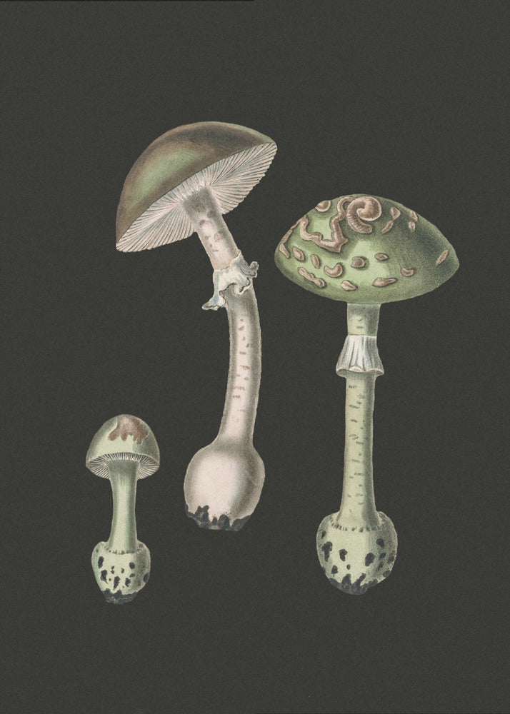 Amanita Muscaria mörk bakgrund | Canvas