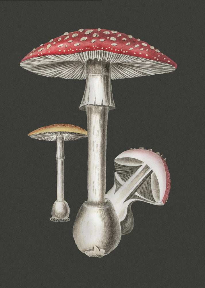 Amanita Muscaria mörk bakgrund | Canvas