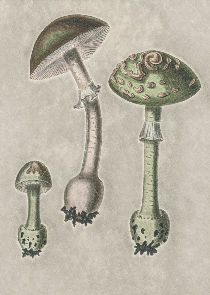 Amanita Muscaria Remix Grøn | Lærredsbilleder