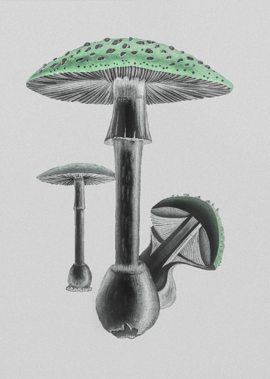 Amanita Muscaria Hvid Baggrund Grøn | Lærredsbilleder