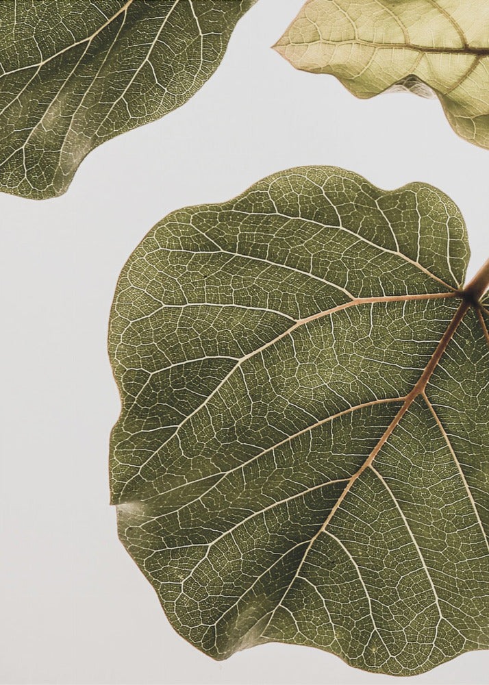 Abutifolia nr 2 | Wydruki na łótnie