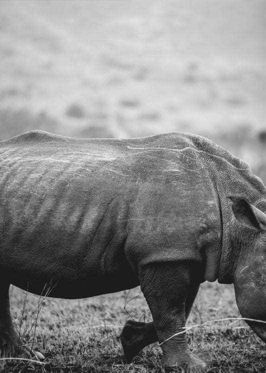 Black Rhino | Canvas