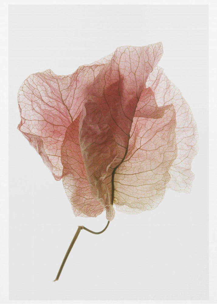 Bougainvillea Study No4 | Canvas