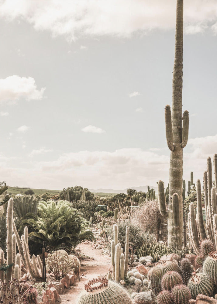 Cactus Farm | Canvas