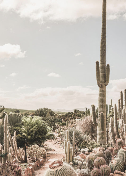 Cactus Farm | Canvas