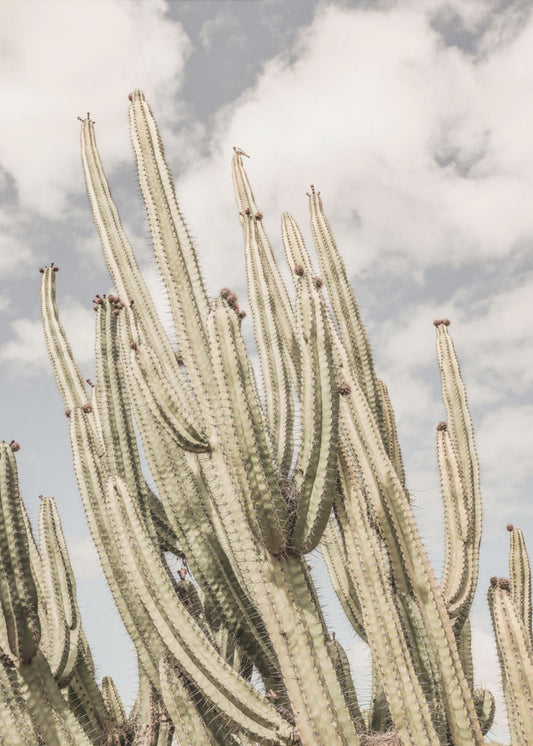Desert Cathedral | Poster
