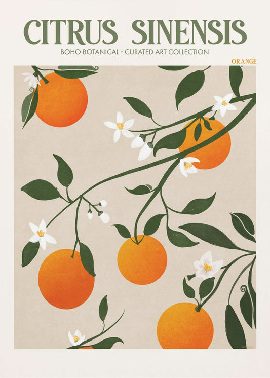 Citrus Sinensis - Appelsin | Lerretsbilder