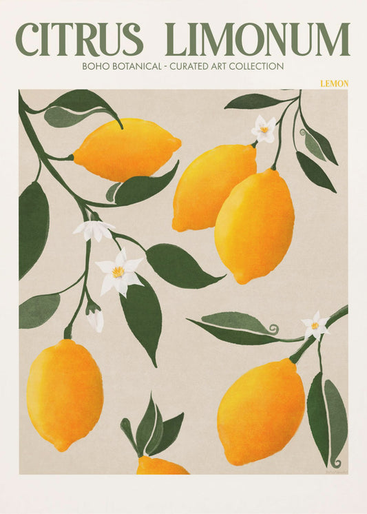 Citrus Limonum - Sitron | Lerretsbilder