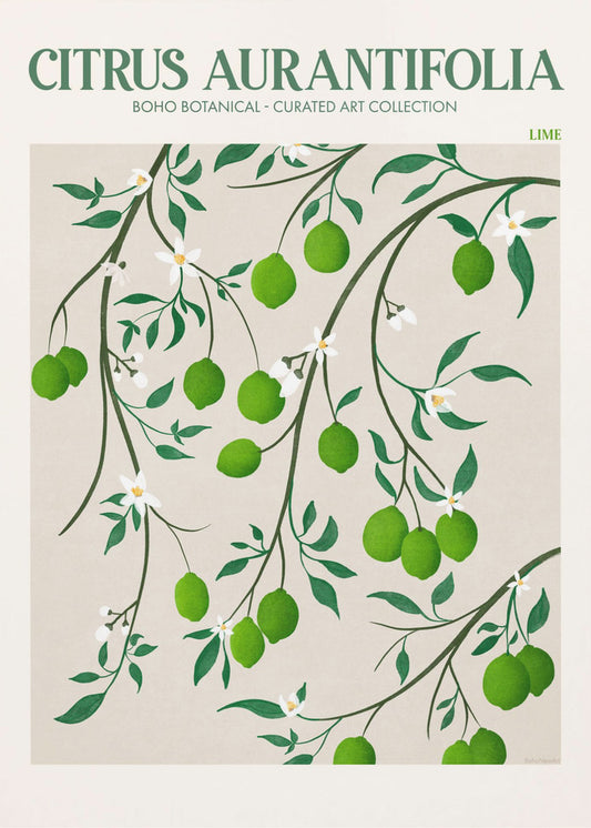 Citrus Aurantifolia - Lime | Lerretsbilder