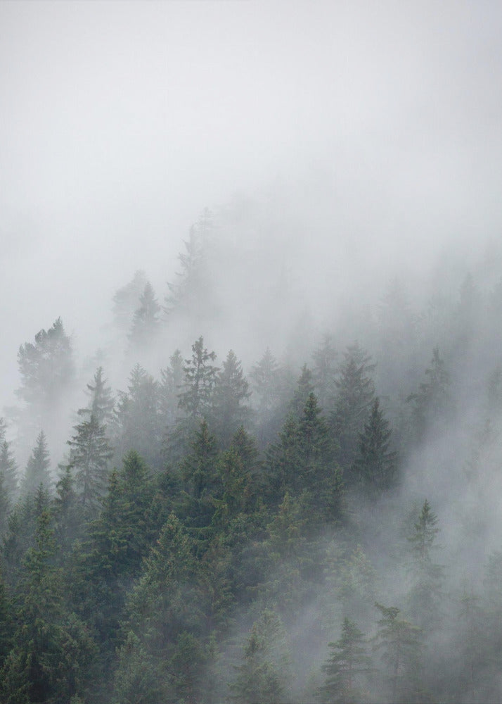 Foggy Morning 2 | Canvas