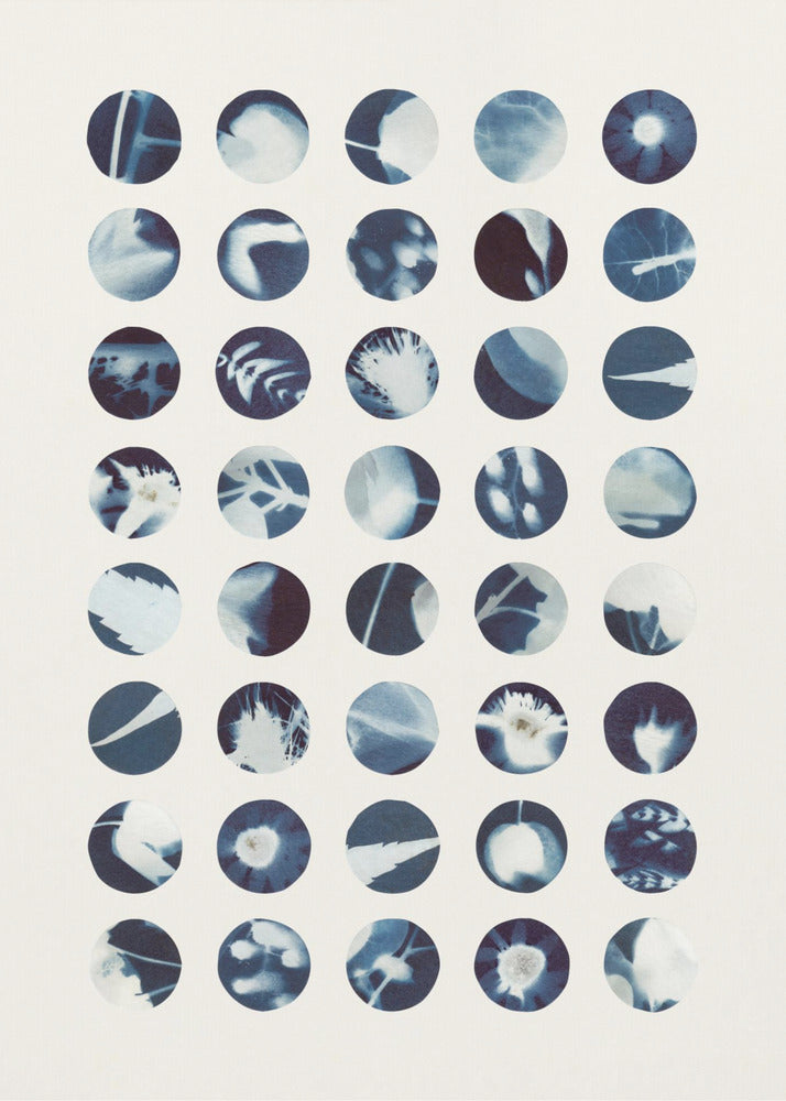 Botaniska cyanotypier | Poster