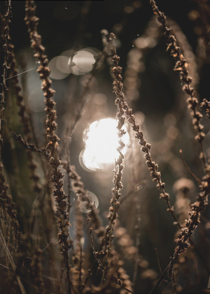 Herfstverlichting 2 | Canvasprints