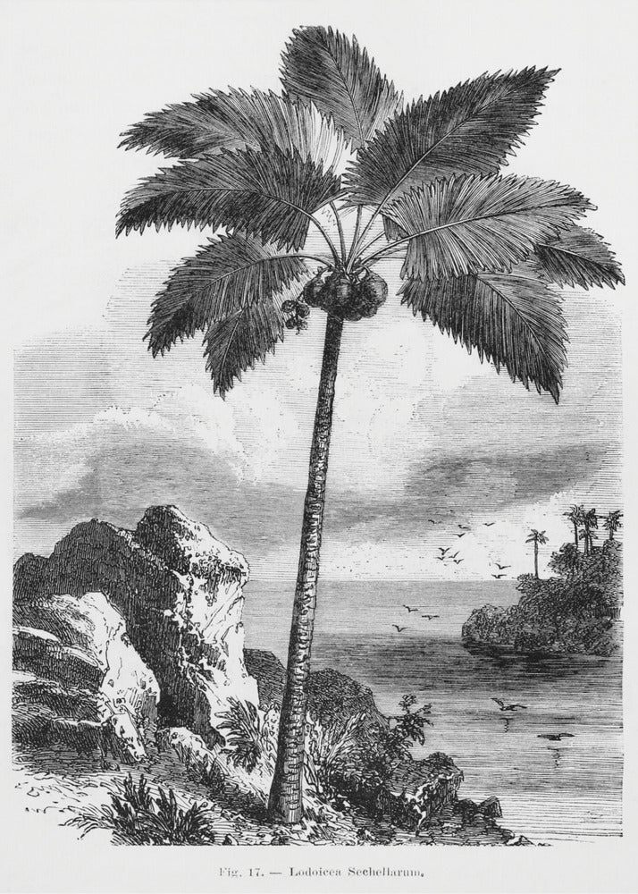 Dibujo de palmera vintage I | Impresiones en Lienzo
