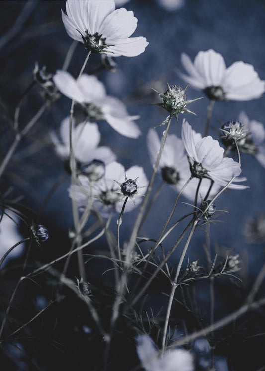 Wild Flowers 10 | Poster