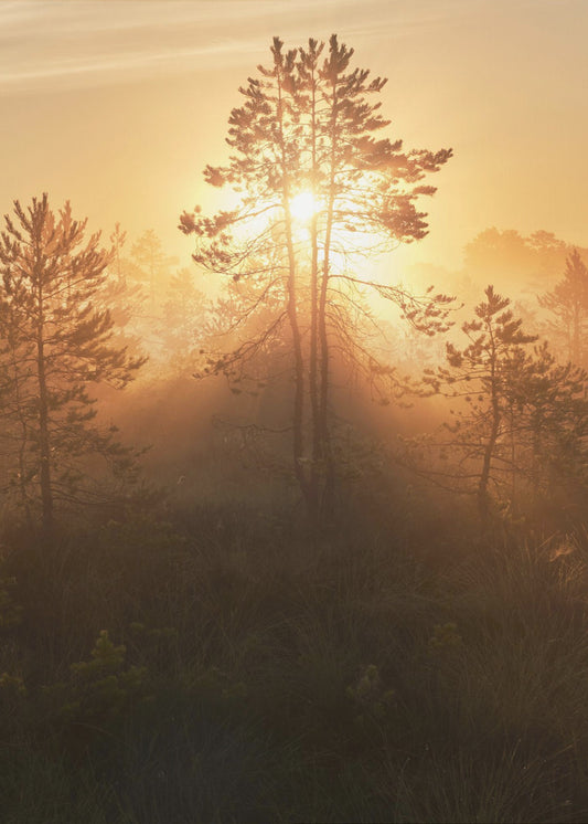 20220809 Dsf8009 Hdr 1 | Canvastaulut