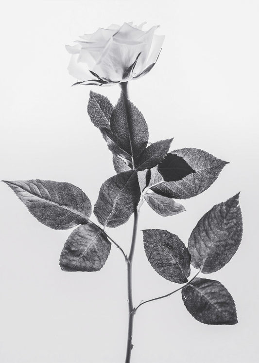 Rose | Canvas