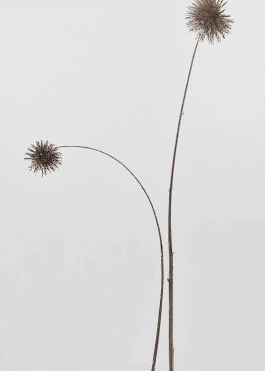 Botany | Poster