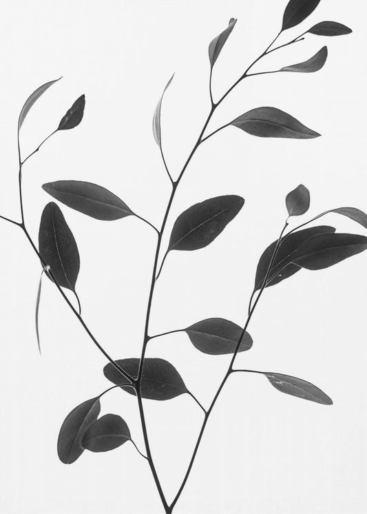 Delicate Branch | Poster