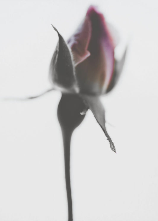 Elegant Rose | Poster