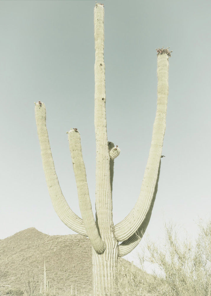 PARQUE NACIONAL SAGUARO Saguaro gigante vintage | Impresiones en Lienzo