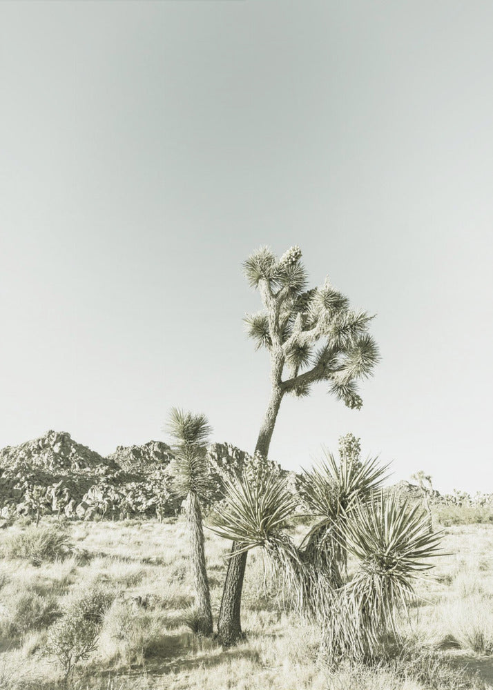 Impressione d'epoca del Parco nazionale di Joshua Tree | Stampe su Tela