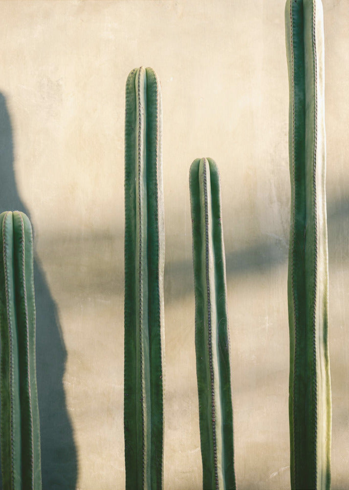 Oaxaca nyanser av grönt | Resefotografering i Mexiko | Canvas
