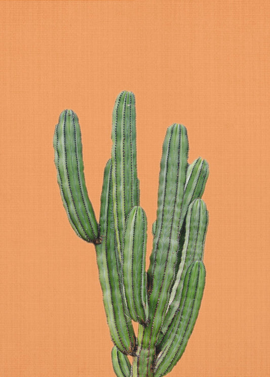 Orange kaktus | Lærredsbilleder