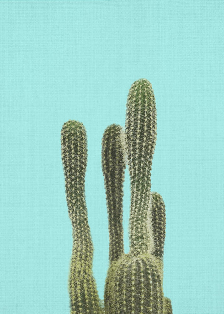 Cactus turquoise | Tableaux sur Toile