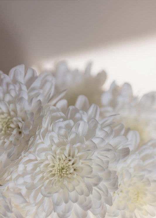 White Flowers 6 | Poster