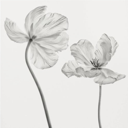 Même tulipe : vue de face et de dos | Tableaux sur Toile
