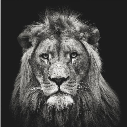 Jeune lion mâle | Tableaux sur Toile