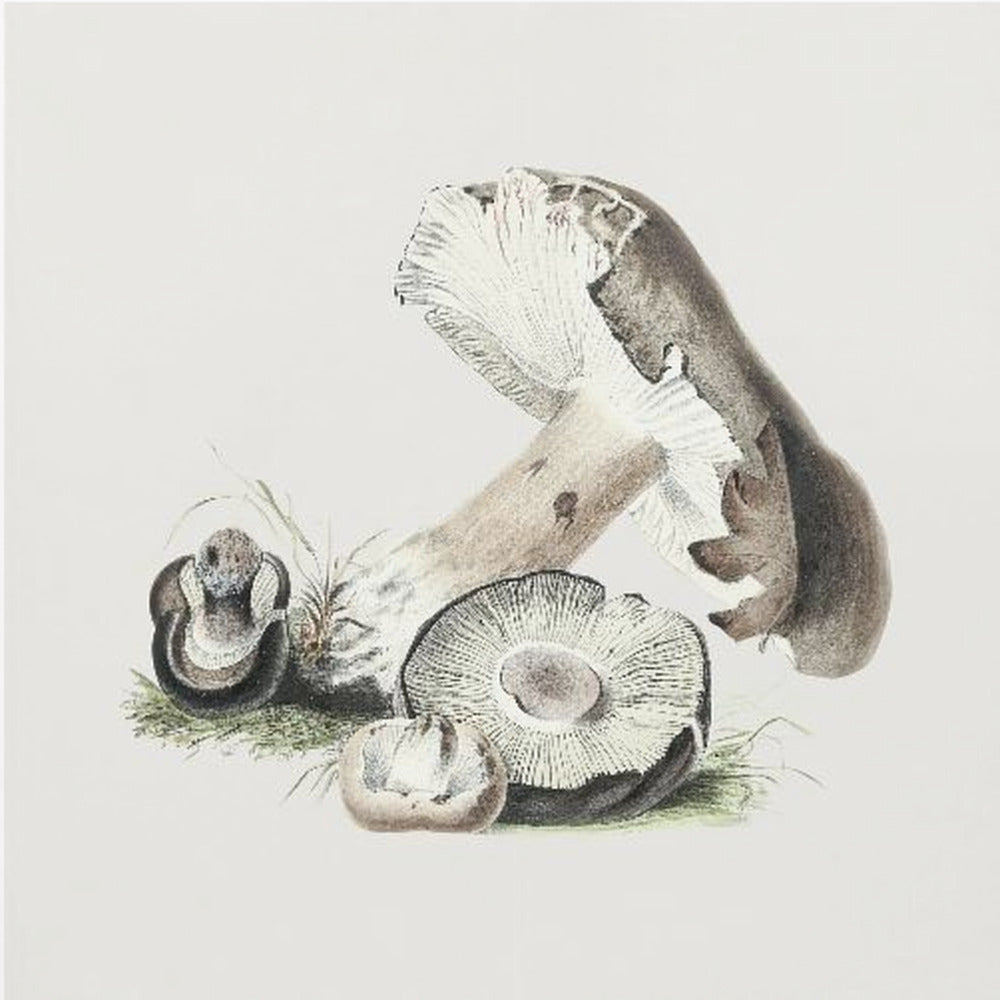 Vintage Agaricus Augustus svamp | Canvas